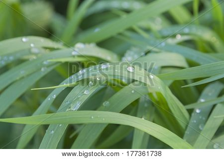 Raindrops on sunlit pendulous sedge grass leaves spring time