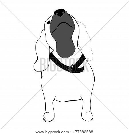 Cute dog with long ears and collar