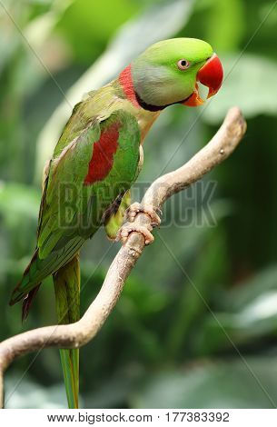 The ring-necked parakeet sitting on a tree branch in the forest