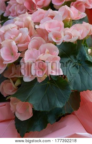 Begonia Flower In Spring
