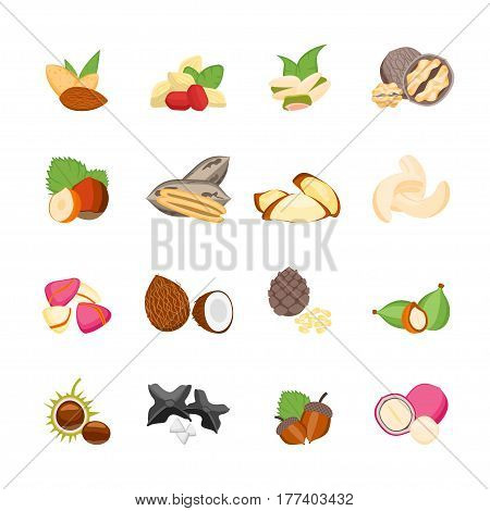 Cartoon Color Nuts Icons Set Flat Design Style. Natural Healthy Snack Food Vector illustration