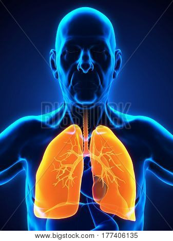 Elderly Male Respiratory System  Illustration. 3D render