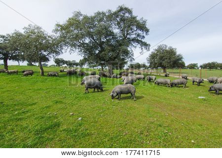 Iberian pig herd pasturing in a green countryside.