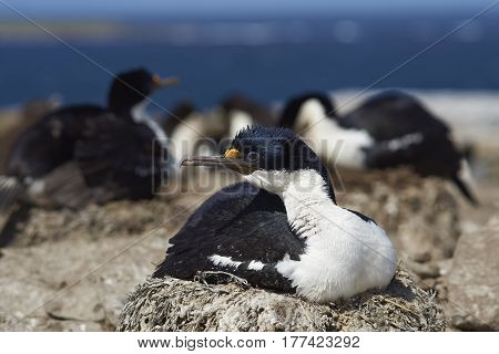 Imperial Shag (Phalacrocorax atriceps albiventer) sitting on a nest on Sealion Island in the Falkland Islands