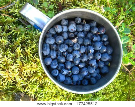 Background landscape aluminum mug full of ripe blueberries on a litter of moss in the fresh air