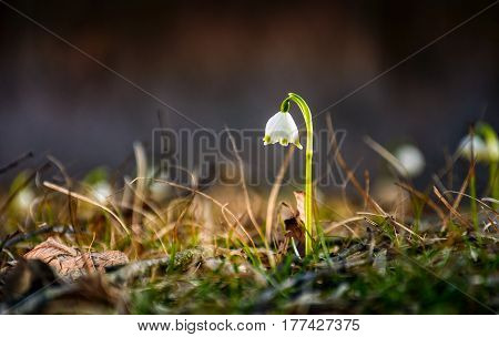 Snowflake, First Flowers Of Spring