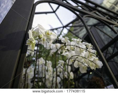 Low angle view of white orchid in the greenhouse