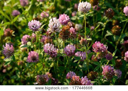 Red clover Latin Trifolium pratense. A plant of the genus Clover the legume family subfamily butterfly.