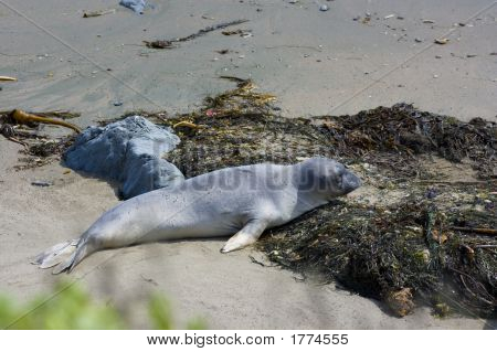 Cuccioli di foca sulla spiaggia di Big Sur