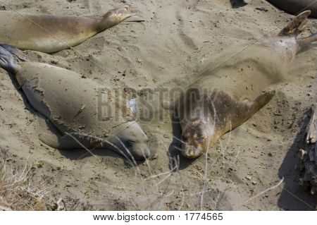 Cuccioli di foca sulla spiaggia di Big Sur