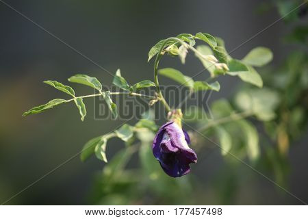 The purple pea flower in the garden.