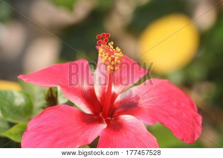 Bright red hibiscus flowers in the sun.