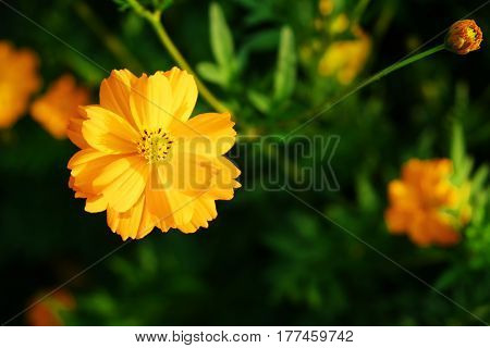 Bee with yellow cosmos in summer garden.