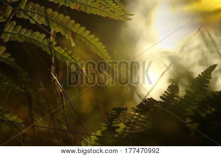 A beautiful fern in the morning sunrise