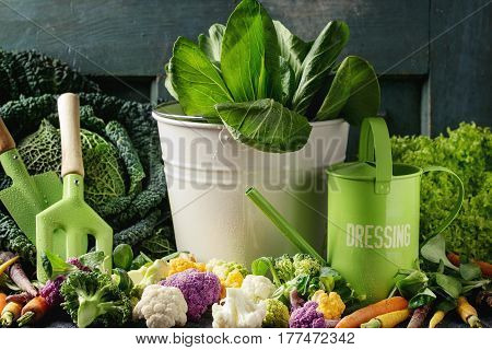 Variety of raw green vegetables salads, lettuce, bok choy, corn, broccoli, savoy cabbage, colorful young carrots and cauliflower, kitchen gardening utensil over black stone texture background.