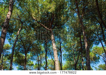 Pine trees park on Seashore of city Alba Adriatica in Italy nature background