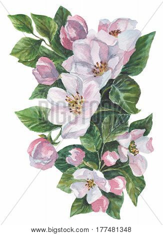 Apple flowers, Watercolor pattern with bouquets on a white background
