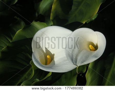 two calla lilies opening in the sunlight