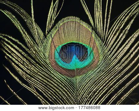 closeup of an intricate eye of a peacock feather