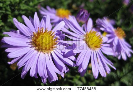 Beautiful bushy aster flower in a natural garden environment - sunny bright scene