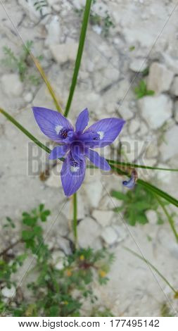 blue flower at the side of the road