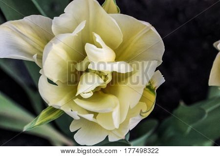 Flowering of a white-yellow tulip on a green-gray background