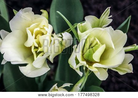 Two beautiful white tulips blossom against a background of green foliage