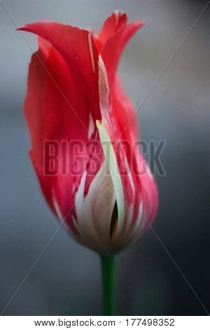 Red tulip bud on a gray background