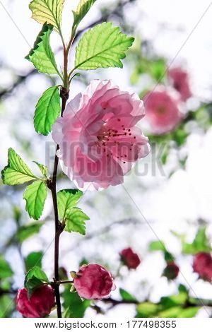 delicate pink  flower with green leaves on a green background