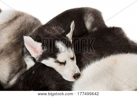 group of happy siberian husky puppies on white. Beautiful puppies