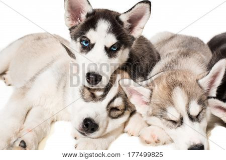 group of happy siberian husky puppies on white. Beautiful puppies. One puppy looks at the camera while the others sleep