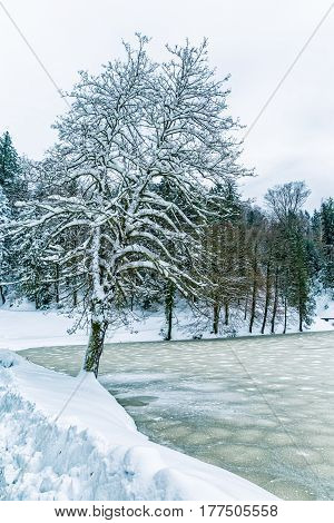 Frozen lake and tree near the castle Trakoscan in Croatia.