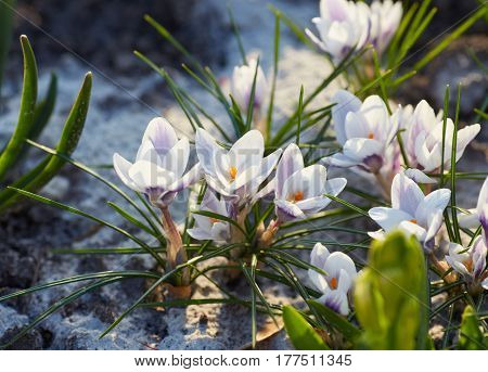 white crocuses close up in spring day