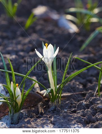 white crocuses close up in spring day