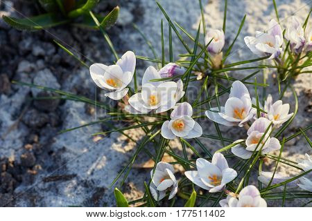 white crocuses close up in spring day
