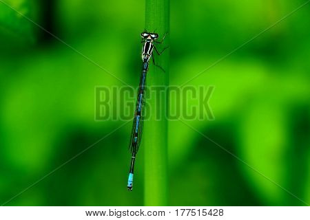 Blue dragonfly sits on a green stalk