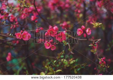 Pink Apple Flowers. Beautiful flowering apple trees. Background with blooming flowers in spring day.