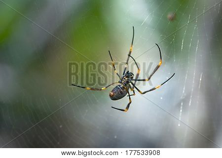 Spider weaving in it's web