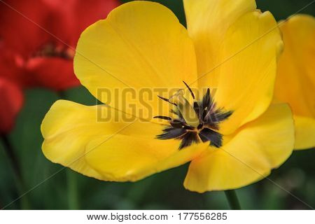 Flowering yellow tulip on a green background