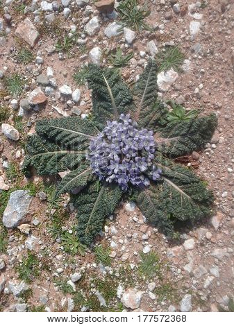 Wild Flower on the Island of Crete