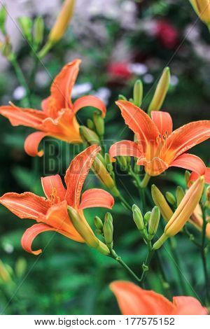 beautiful orange lilies on a green background