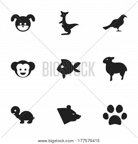 Set Of 9 Editable Animal Icons. Includes Symbols Such As Tortoise, Baboon, Turbot And More. Can Be Used For Web, Mobile, UI And Infographic Design.