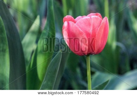 Beautiful scarlet tulip on a green background
