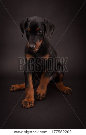 Doberman pinscher (Dobie) puppy in a studio setting