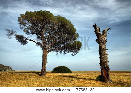 The trees on the Lycian Way in Cirali, Kemer, Antalya