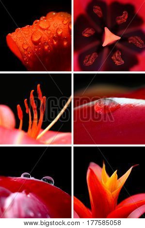 Collage of extreme close up shot of petals and dew