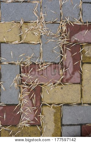 Texture of road surface made of multicolor pave stones and ash tree seeds on them