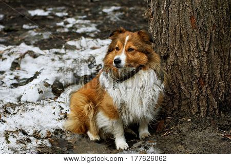 Portrait of a dog. Dog with long red hair sitting near a tree in the dirty snow and looks away.