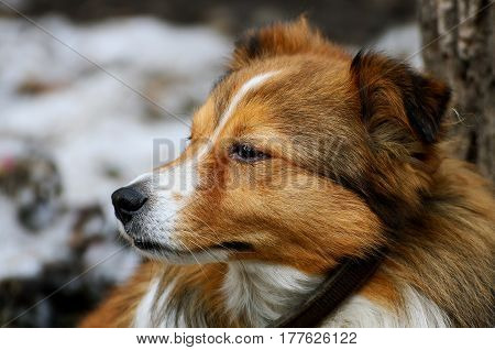 Portrait of a dog. The dog's face with long red hair closeup.