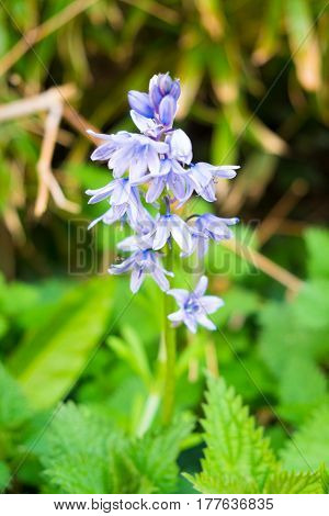 Pale blue Spanish Bluebells growing in a domestic garden